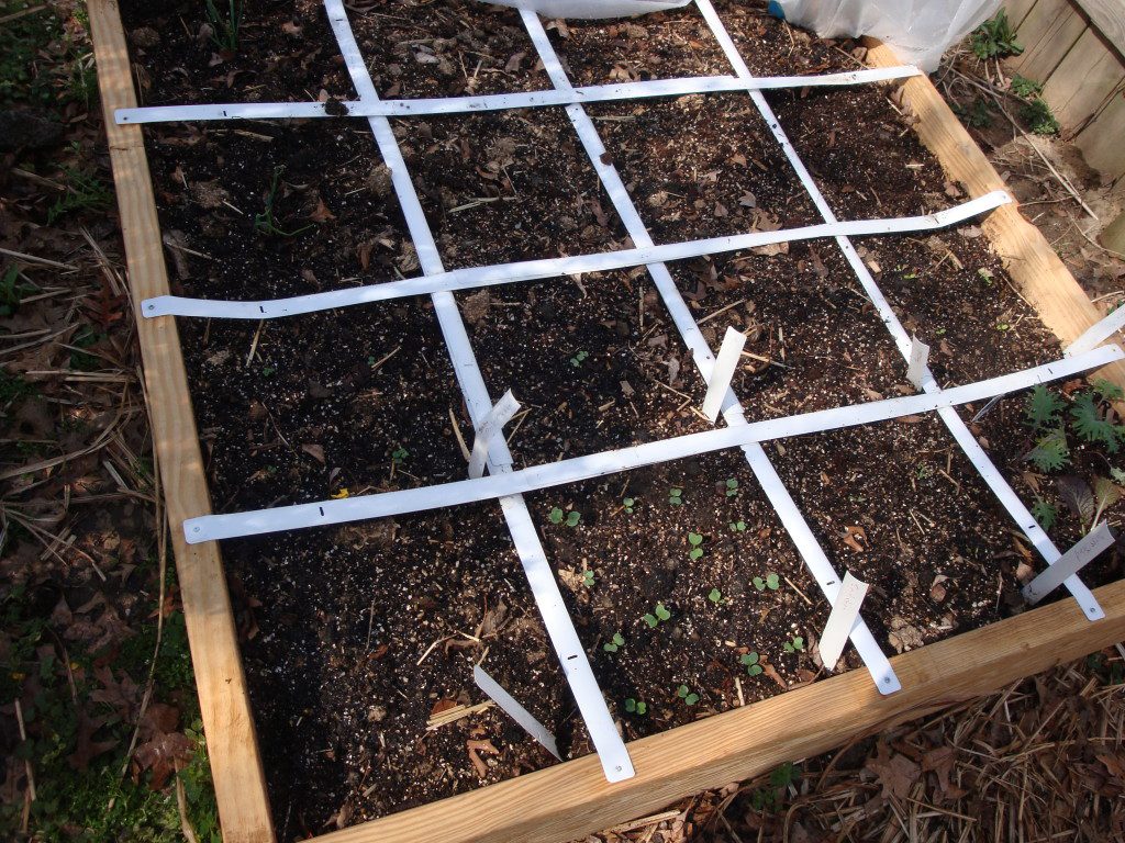 Finished raised bed, divided into one foot spaces for growing a variety of vegetables in a small space. 