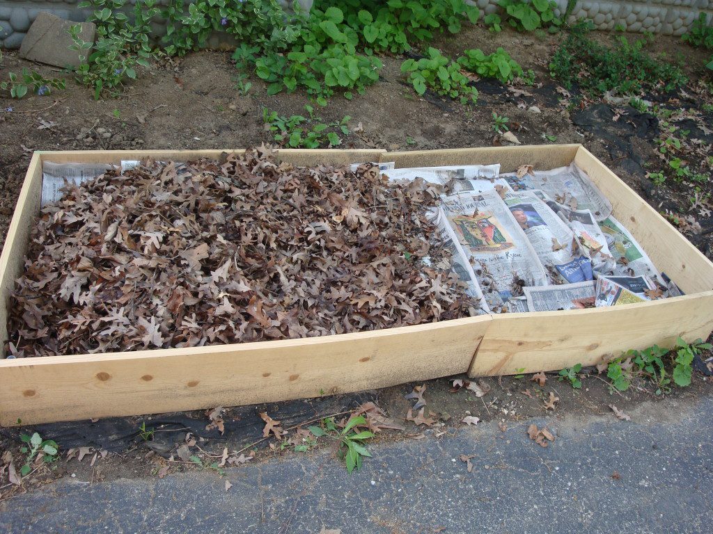 The start of a raised bed lasagna garden-a simple wooden box, several layers of dampened newspapers, leaves, grass clippings, and compost. 
