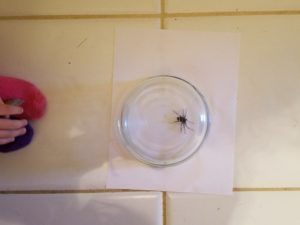 5 Easy Steps to Dispatching A Spider Without Flipping Out